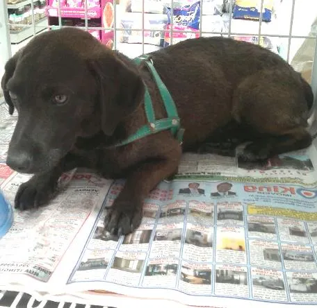 Cachorro ra a SRD idade 7 a 11 meses nome Ringo
