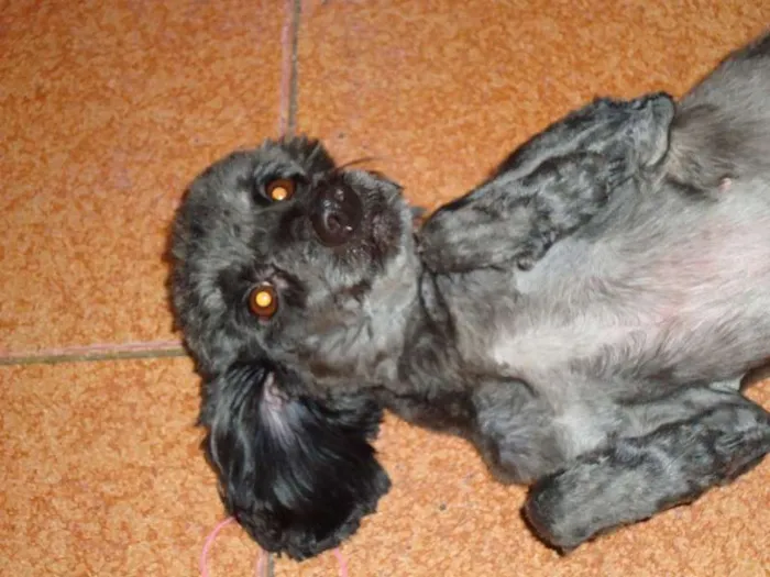 Cachorro ra a Poodle idade 5 anos nome Nina 