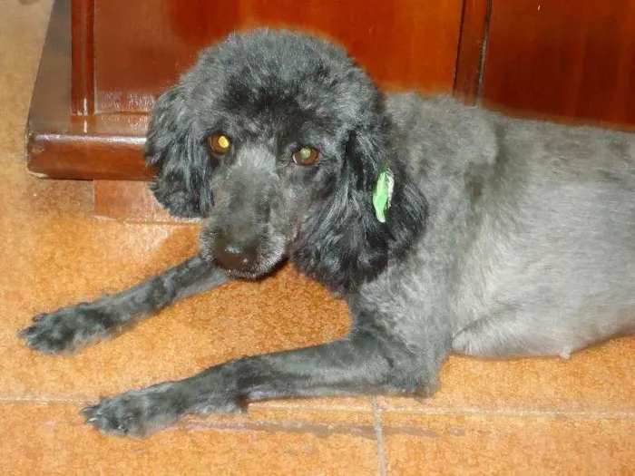 Cachorro ra a Poodle idade 5 anos nome Nina 