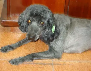 Cachorro raça Poodle idade 5 anos nome Nina 