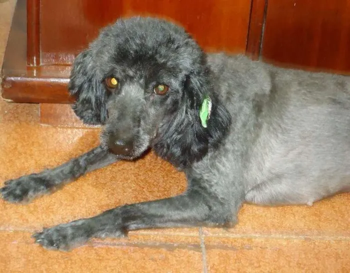 Cachorro ra a Poodle idade 5 anos nome Nina 