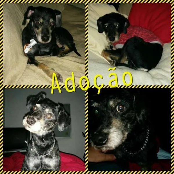 Cachorro ra a SRD idade 4 anos nome Whisky