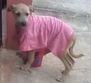 Cachorro ra a viralata idade 2 a 6 meses nome não sei