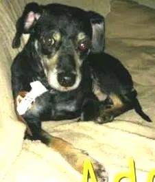 Cachorro ra a SRD idade 4 anos nome Whisky