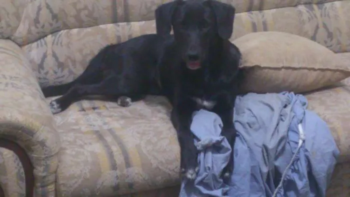 Cachorro ra a Mestiça Labrador idade 1 ano nome Crystal