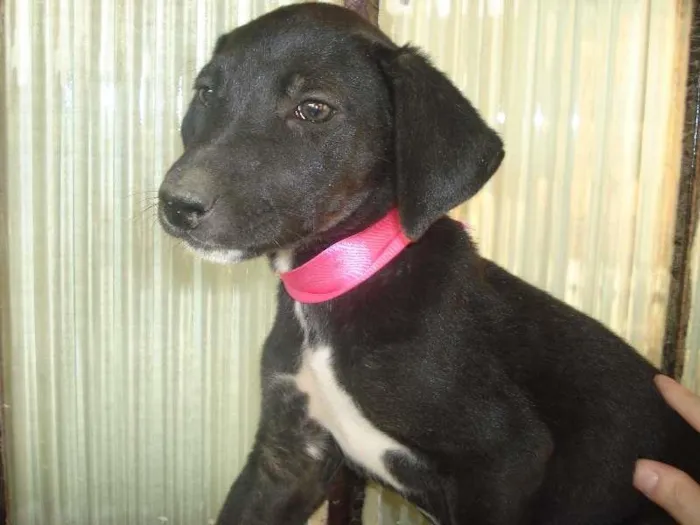 Cachorro raça viralata idade 2 a 6 meses nome Patera