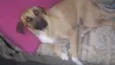Princesa