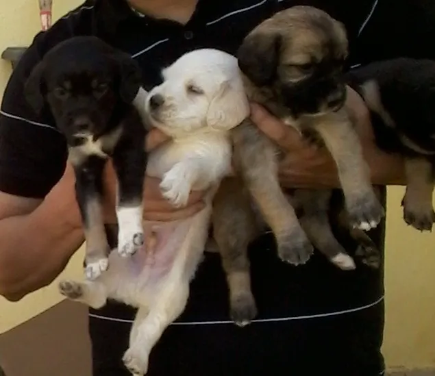 Cachorro ra a Indefinido idade Abaixo de 2 meses nome Sem Nome