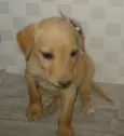 Mel