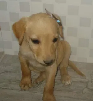 Cachorro raça  idade 2 a 6 meses nome Mel