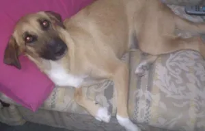 Cachorro raça  idade 2 anos nome Princesa