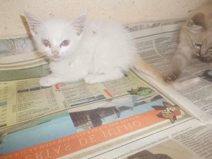 Gato ra a sem raça definida idade Abaixo de 2 meses nome sem nome