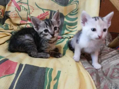 Gato raça viralata idade Abaixo de 2 meses nome nao tem 