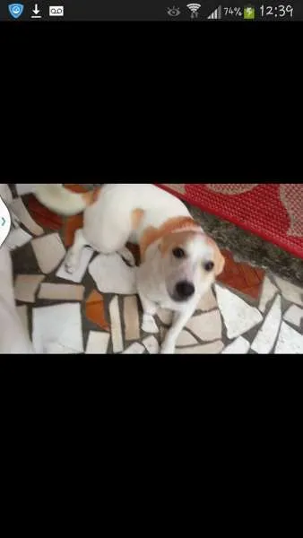 Cachorro ra a Indefinida idade 1 ano nome Nina