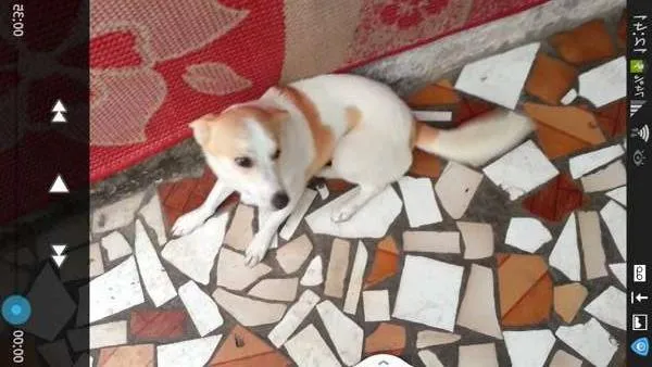 Cachorro ra a Indefinida idade 1 ano nome Nina
