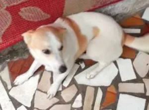 Cachorro raça Indefinida idade 1 ano nome Nina