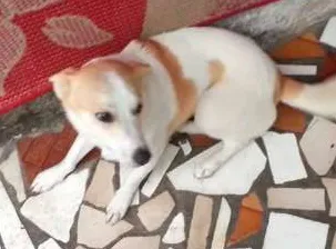 Cachorro ra a Indefinida idade 1 ano nome Nina