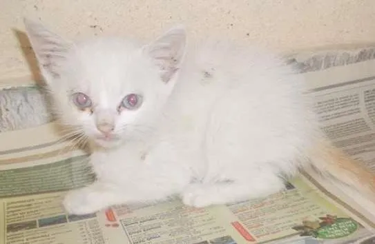 Gato ra a sem raça definida idade Abaixo de 2 meses nome sem nome