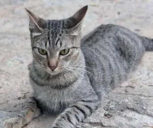 Gato raça sem raça definida idade 1 ano nome Ziggy