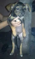 Filhotinho