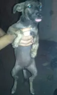 Fofa
