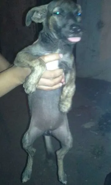 Cachorro ra a Indefinida idade Abaixo de 2 meses nome Fofa