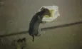 Fofa
