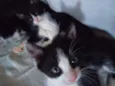 Luna e Zeus