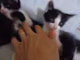 Luna e Zeus