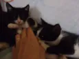 Luna e Zeus