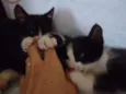 Luna e Zeus
