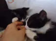 Luna e Zeus