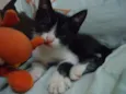Luna e Zeus