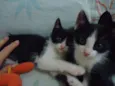 Luna e Zeus
