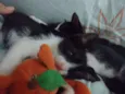 Luna e Zeus