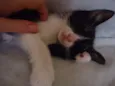 Luna e Zeus