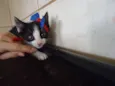 Luna e Zeus