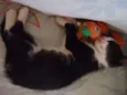 Luna e Zeus