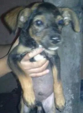 Cachorro raça Indefinida idade Abaixo de 2 meses nome Filhotinho