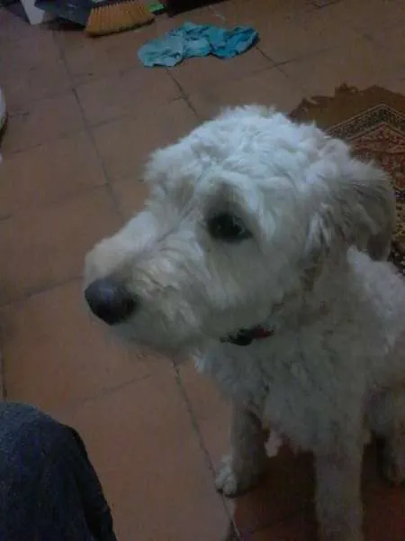 Cachorro ra a poodle misto idade 7 a 11 meses nome Pipoca