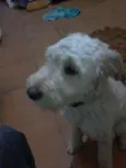 Pipoca