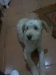 Pipoca