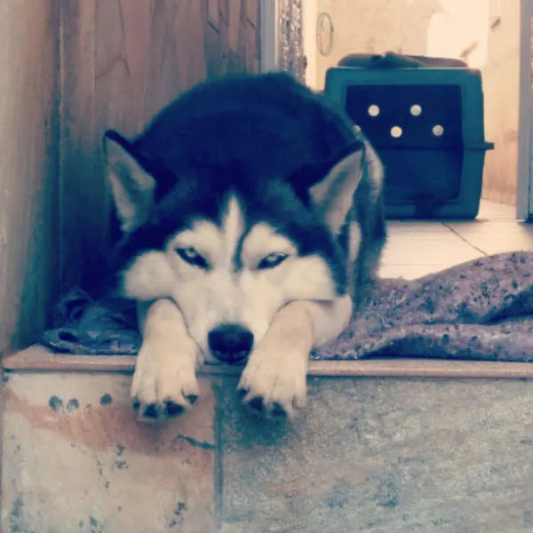 Cachorro ra a HUSKY SIBERIANO idade 5 anos nome REX