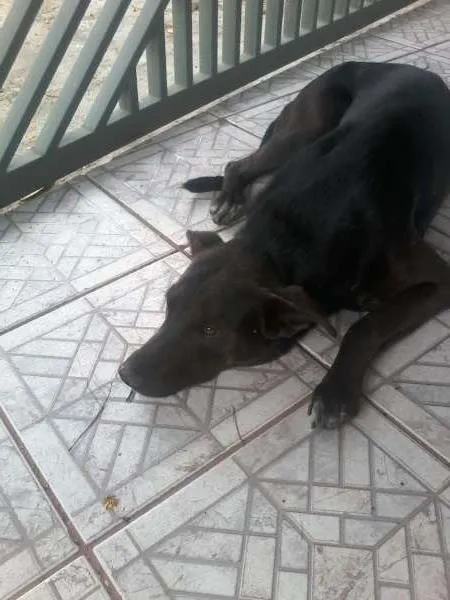 Cachorro ra a SRD idade 4 anos nome Francisco