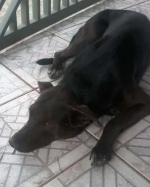 Cachorro raça SRD idade 4 anos nome Francisco