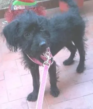 Cachorro raça Poodle idade 2 a 6 meses nome Jully