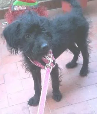 Cachorro ra a Poodle idade 2 a 6 meses nome Jully