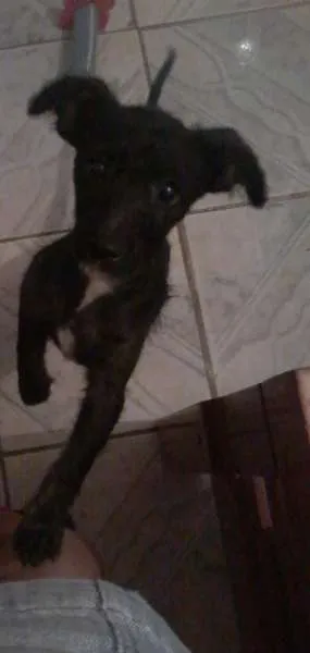 Cachorro raça n/t idade 2 a 6 meses nome Neguinha
