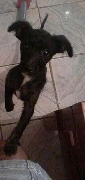 Cachorro ra a n/t idade 2 a 6 meses nome Neguinha