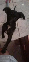 Neguinha